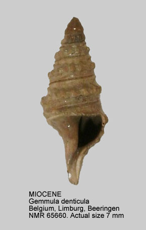 MIOCENE Gemmula denticula.jpg - MIOCENEGemmula denticula(Basterot,1825)